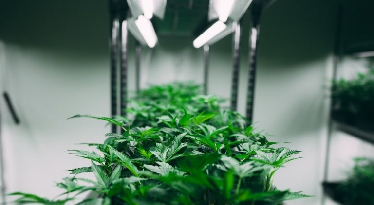 Image of marijuana plants under a light