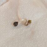 This is what a germinated cannabis seed looks like.