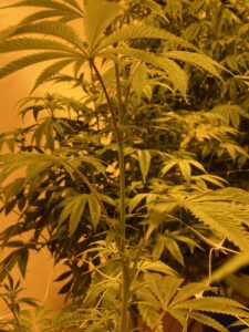 Go grow medical cannabis