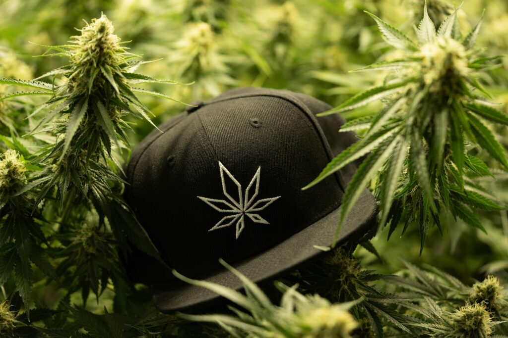 hat in pile of marijuana