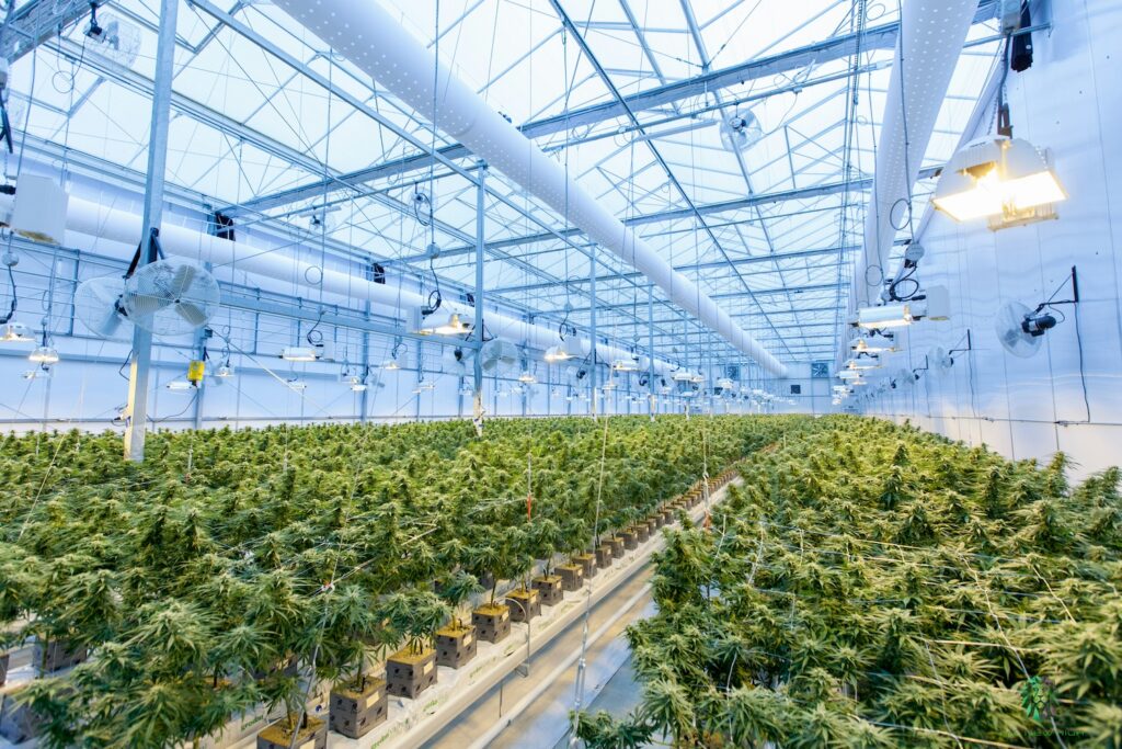 cannabis grow house