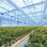 cannabis grow house