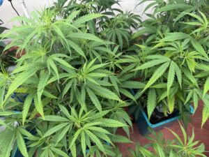 Medical marijuana